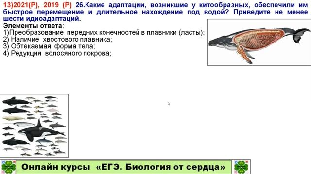 ЗАДАНИЕ ЛИНИИ 26 ИЗ ЕГЭ 2021 ГОДА ПРО АДАПТАЦИИ У КИТООБРАЗНЫХ смотреть онлайн