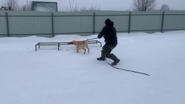 Перевоспитание лабрадора | дрессировка собаки с нуля | собака тянет поводок смотреть онлайн