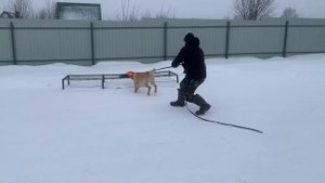 Перевоспитание лабрадора | дрессировка собаки с нуля | собака тянет поводок