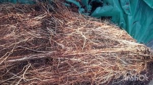 Маточный корень малины АВРОРА. Малина Аврора. Украина.