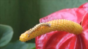 Звуки природы ✅ Пчелы.✅ Бабочки.✅ Стрекозы.✅ Пауки.✅ Релакс ✅