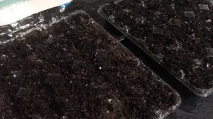 Planting Red burgundy okra seeds￼