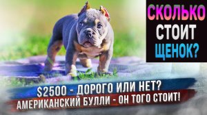 Американский Булли - шикарный щенок ждет родителей. Игрушки для собак KONG и новый коврик ProFleece.