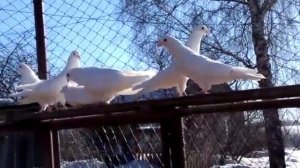 Бакинские белые голуби Максима в Ярославской обл!