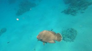 Сказочный Рас Боб | Плывем от рифа отеля Sunrise Remal Resort