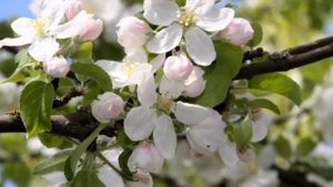 Лучше нету того цвету, когда яблоня цветёт  В.Нечаев