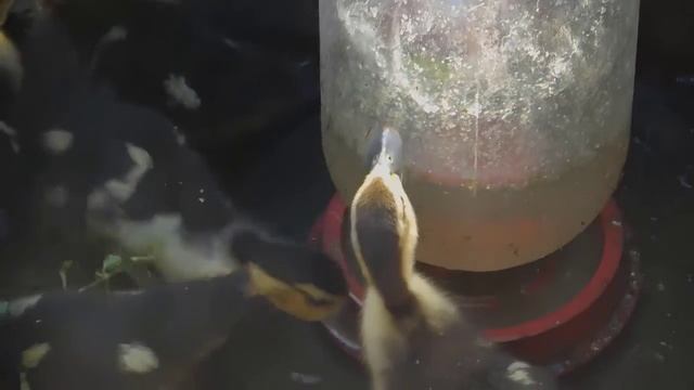 Знакомьтесь наши индоутки