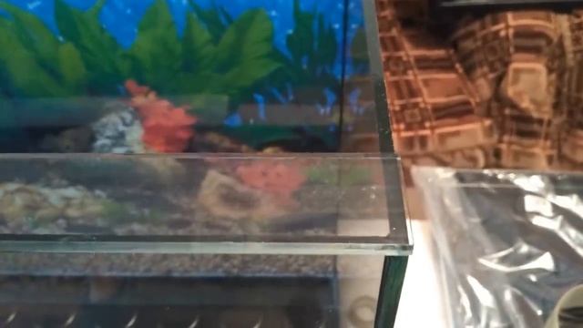 Плавающее дно для чайников?Как сделать аквариум прочным? смотреть онлайн