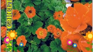 Гравилат махровый Блэйзинг Сансет. Краткий обзор, описание характеристик geum terry Blaising Sunset