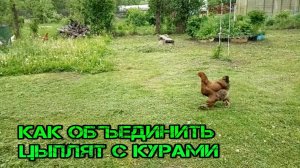 КАК МЫ ОБЪЕДИНЯЕМ ЦЫПЛЯТ С ВЗРОСЛЫМИ КУРАМИ