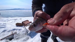 Первые хариусы 2023 Баргузинский залив