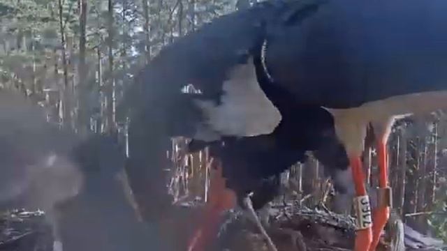 Черный аист . Аист кормит подросших аистят. Feeding Of Grown-up Storks.