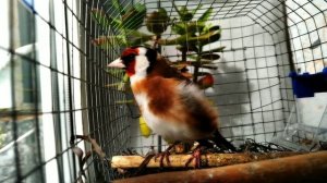 Щегол - пение птиц