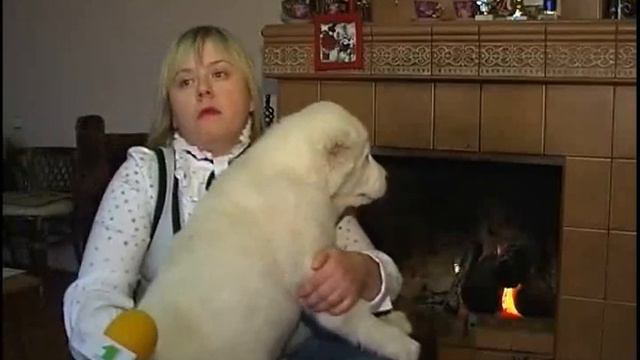 Питомник САО "Славина Утеха" - 2 смотреть онлайн