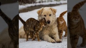 песня о бездомных животных (до слёз)