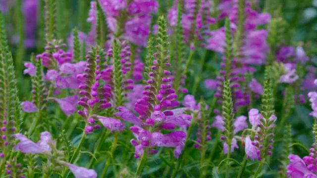«Физостегия (Physostegia)» РЕЛАКС АРТ-ТЕРАПИЯ improvisation piano Victor Mikhailovich Anokhin смотреть онлайн