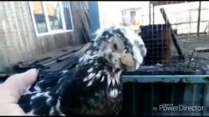 Голуби узбекской породы Александра.