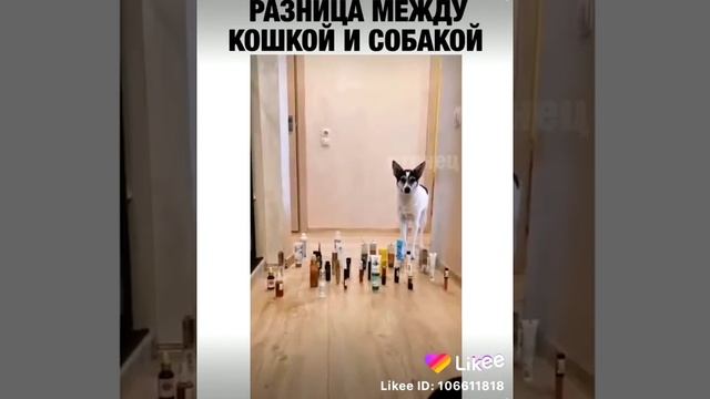 Вот чем можно отличить кошек от собак ?