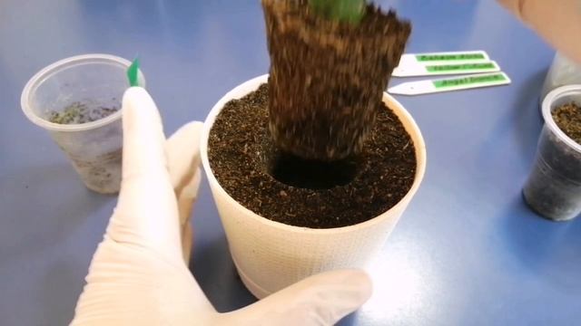 Шлюмбергеры.