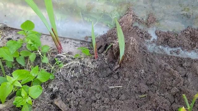 Комнатные розы в открытом грунье. Спасаем высадкой в грунт. смотреть онлайн