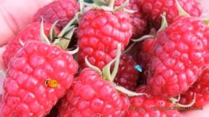 Малина ремонтантная Изобильная (rubus idaeus) ? обзор: как сажать, саженцы малины Изобильная