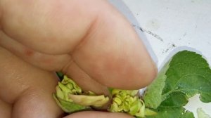 Яблочный цветоед вред и борьба.Яблоня опадают завязи.Почему опадают завязи и зелёные плоды у яблони