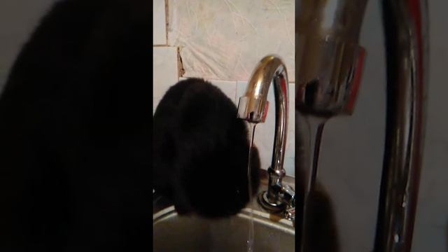 Хозяин приехал с вахты. Результат смотреть онлайн