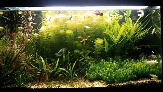 140 литров. Креветки и рыбки. смотреть онлайн