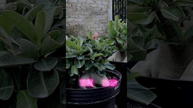 Adenium Arabicum Plant. Desert Rose Bonsai. Rosa Do Deserto.