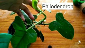 Best indoor plants India/Indoor plants without sunlight/Some of my indoor plants with names in hind