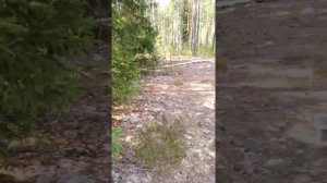 сорта черники