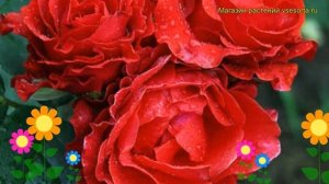 Роза чайно-гибридная Эль Торо. Краткий обзор, описание характеристик, где купить саженцы El Toro