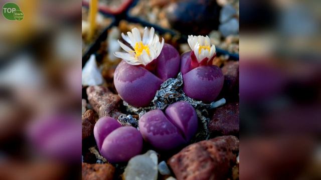 10 Increíbles variedades de lithops смотреть онлайн