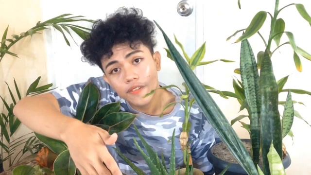 EASIEST INDOOR PLANT | HOUSE PLANTS FOR BEGINNERS | TOP 5 LOW MAINTENANCE HOUSE PLANT 2020