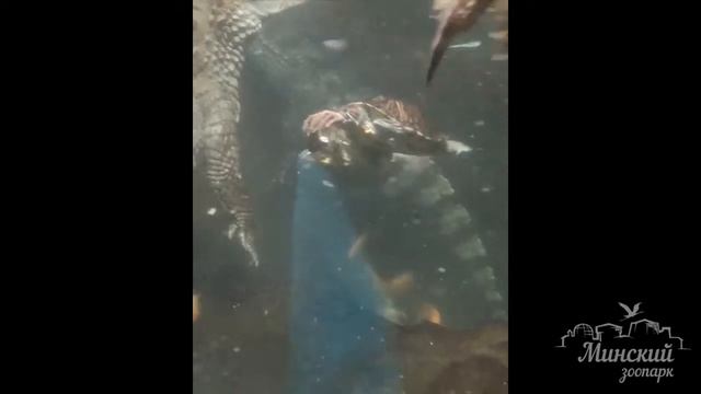 Две наглые тортилки🐢, яростно вырывают мясо🍖 из пасти каймана🐊 смотреть онлайн