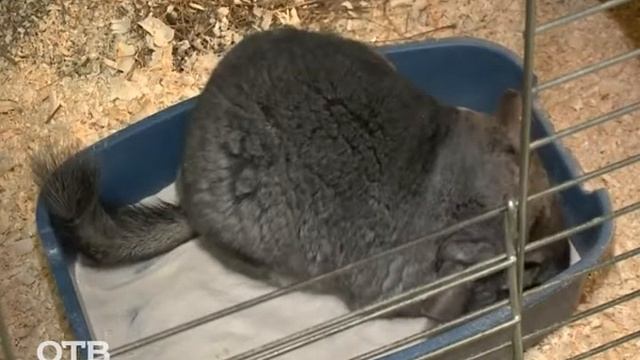 Знакомство с питомцами: всё о шиншиллах смотреть онлайн