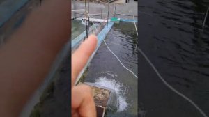 содержание форели в домашних условиях только на скважине