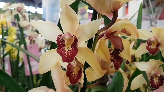 Афеляндра, куркума, мандевилла, гранат, антуриум, олива, орхидеи... смотреть онлайн