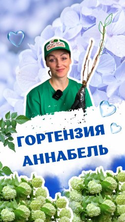 Красивая Гортензия Аннабель ! #саженцы #цветы #питомникросток #питомникрастений