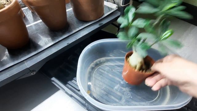 АДЕНИУМЫ В ФЕВРАЛЕ🥰. МОЙ ЗИМНИЙ  СТЕЛЛАЖ И НЬЮАНСЫ  ПОЛИВА💧( ИНФО ДЛЯ НАЧИНАЮЩИХ👨🎓👩🎓🌺 ).