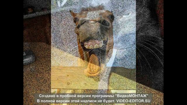 отборка смешных фото про животных смотреть онлайн