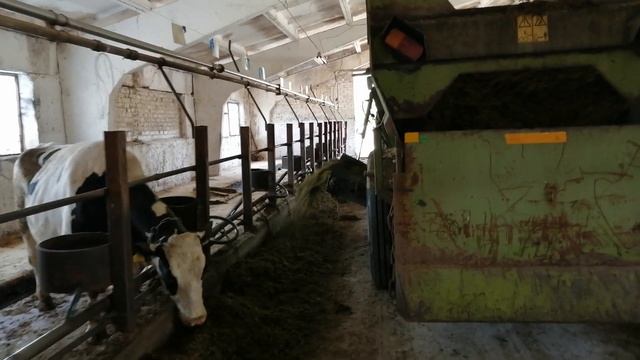 "Первый Белорусский". Раздача кормов на ферме! ?? смотреть онлайн