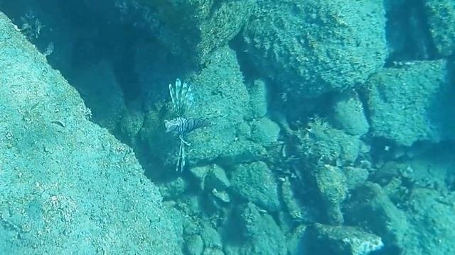 Lionfish (Полосатая крылатка)