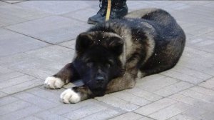 ДТ-119.  Американская акита – смешанные чувства