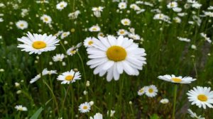 Акын Акынозю и Сандра расстались!?