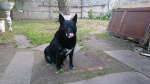 Канадский чёрный волк. :)