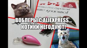 Воблеры с Aliexpress… Котики негодуют!/ Wobblers from Aliexpress… The cats are outraged!