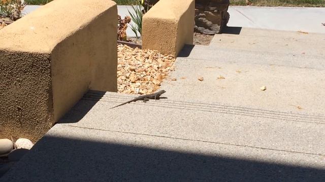 🐉 Lizard in San Diego California USA смотреть онлайн