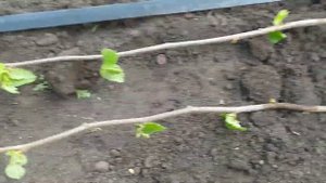 Быстрое размножение фундука саженец на саженцы