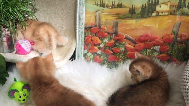 ???ЗОЛОТАЯ ШИНШИЛЛА КОТЯТА 1??☀️БОЛЬШИЕ И МАЛЕНЬКИЕ❤️